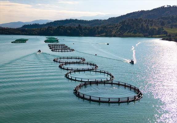 Kahramanmaraş’ta barajlarda üretilen somon ve alabalık ihraç ediliyor