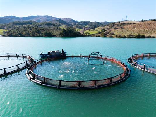 Kahramanmaraş’ta barajlarda üretilen somon ve alabalık ihraç ediliyor
