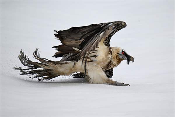 Wildlife Protection and Rehabilitation Center in Turkiye's Van treat wounded wild animals