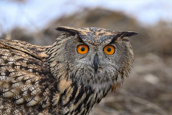 Wildlife Protection and Rehabilitation Center in Turkiye's Van treat wounded wild animals