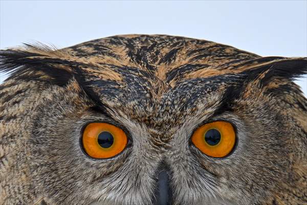 Wildlife Protection and Rehabilitation Center in Turkiye's Van treat wounded wild animals