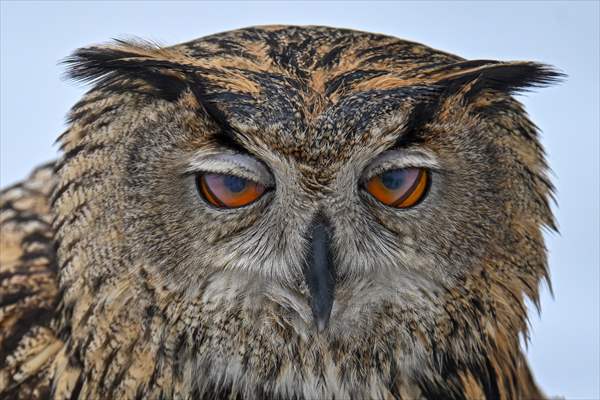 Wildlife Protection and Rehabilitation Center in Turkiye's Van treat wounded wild animals