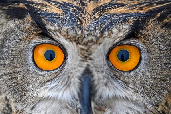 Wildlife Protection and Rehabilitation Center in Turkiye's Van treat wounded wild animals