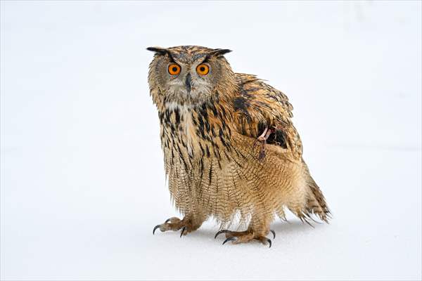 Wildlife Protection and Rehabilitation Center in Turkiye's Van treat wounded wild animals