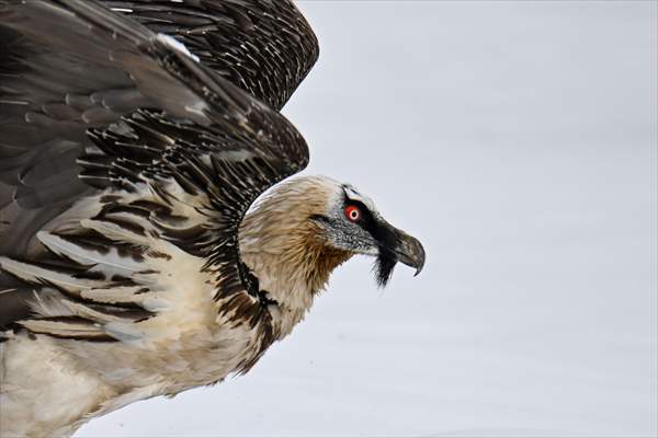 Wildlife Protection and Rehabilitation Center in Turkiye's Van treat wounded wild animals