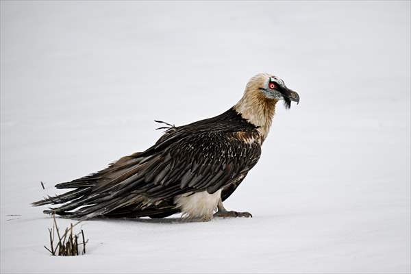 Wildlife Protection and Rehabilitation Center in Turkiye's Van treat wounded wild animals