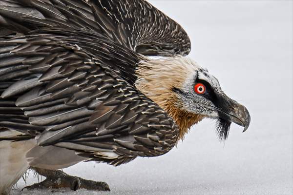 Wildlife Protection and Rehabilitation Center in Turkiye's Van treat wounded wild animals