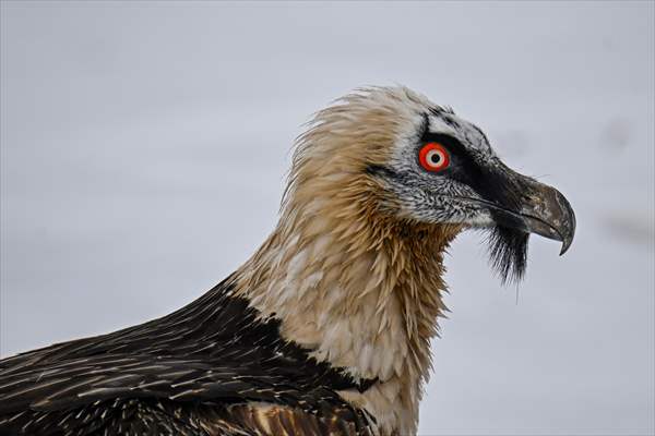 Wildlife Protection and Rehabilitation Center in Turkiye's Van treat wounded wild animals