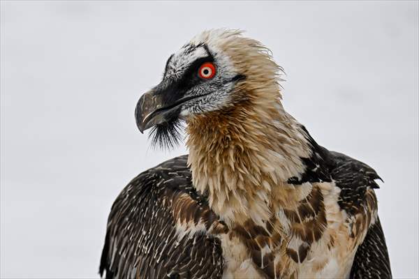 Wildlife Protection and Rehabilitation Center in Turkiye's Van treat wounded wild animals