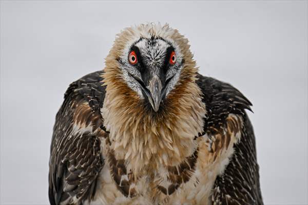 Wildlife Protection and Rehabilitation Center in Turkiye's Van treat wounded wild animals