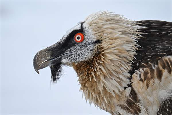 Wildlife Protection and Rehabilitation Center in Turkiye's Van treat wounded wild animals