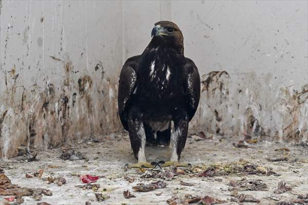 Wildlife Protection and Rehabilitation Center in Turkiye's Van treat wounded wild animals