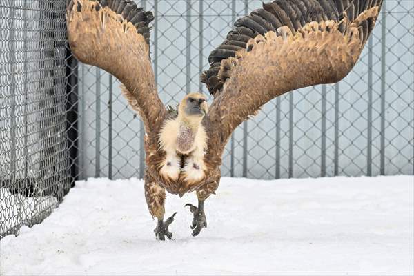 Wildlife Protection and Rehabilitation Center in Turkiye's Van treat wounded wild animals