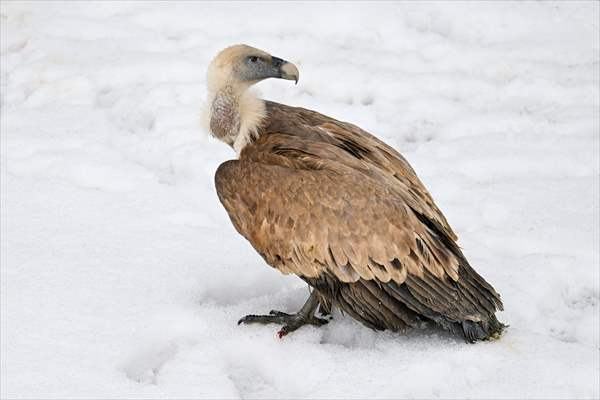 Wildlife Protection and Rehabilitation Center in Turkiye's Van treat wounded wild animals