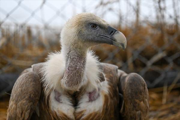 Wildlife Protection and Rehabilitation Center in Turkiye's Van treat wounded wild animals