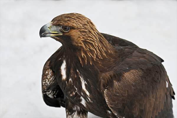 Wildlife Protection and Rehabilitation Center in Turkiye's Van treat wounded wild animals