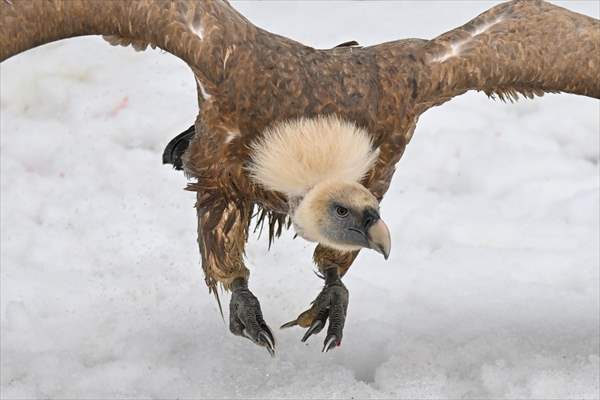 Wildlife Protection and Rehabilitation Center in Turkiye's Van treat wounded wild animals