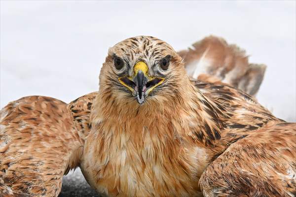 Wildlife Protection and Rehabilitation Center in Turkiye's Van treat wounded wild animals