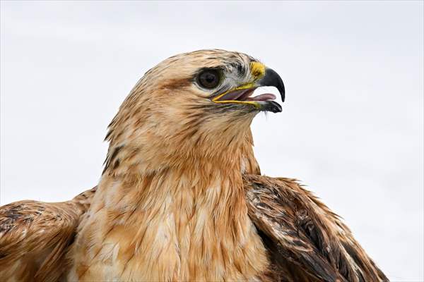 Wildlife Protection and Rehabilitation Center in Turkiye's Van treat wounded wild animals