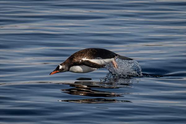 Turkiye's 10th National Antarctic Scientific Expedition has come to an end