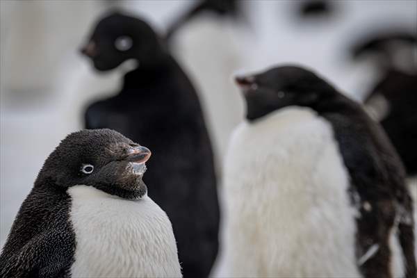Turkiye's 10th National Antarctic Scientific Expedition has come to an end