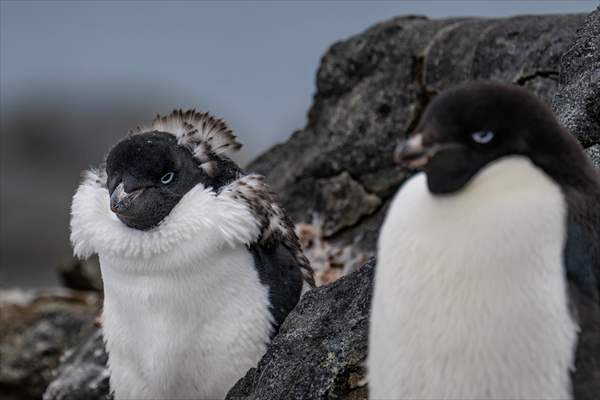 Turkiye's 10th National Antarctic Scientific Expedition has come to an end