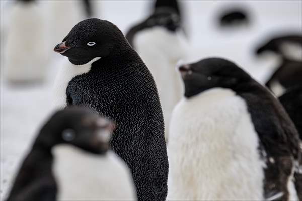 Turkiye's 10th National Antarctic Scientific Expedition has come to an end