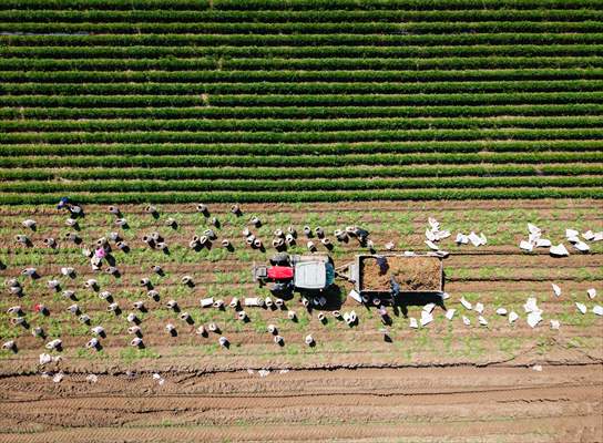 Hatay’da havuç hasadı başladı