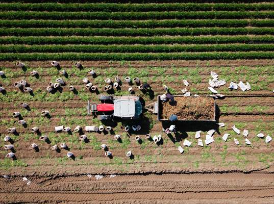 Hatay’da havuç hasadı başladı