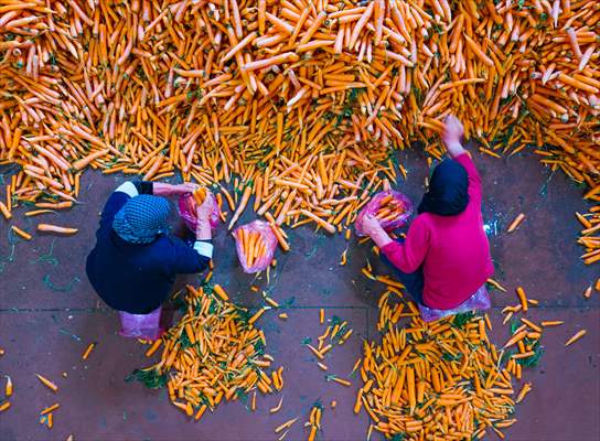 Hatay’da havuç hasadı başladı