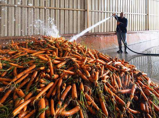 Hatay’da havuç hasadı başladı
