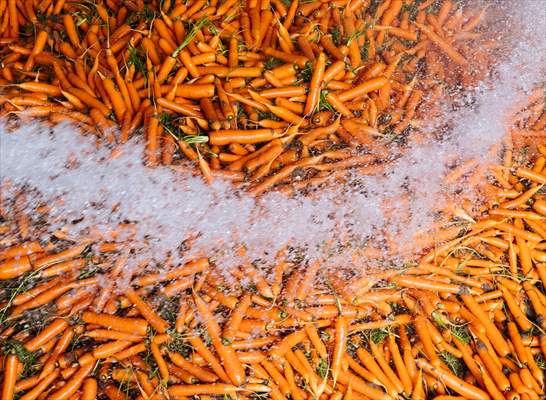 Hatay’da havuç hasadı başladı