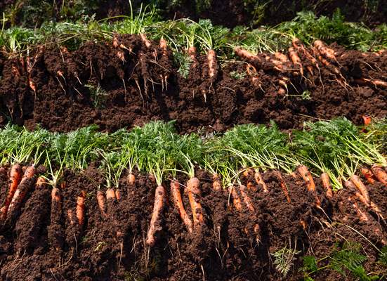 Hatay’da havuç hasadı başladı