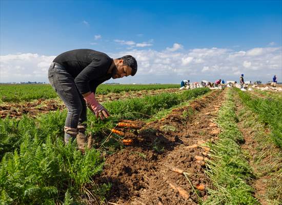 Hatay’da havuç hasadı başladı