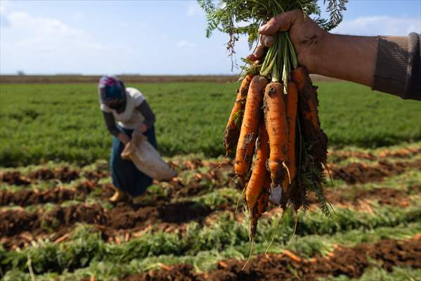 Hatay’da havuç hasadı başladı