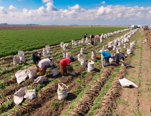 Hatay’da havuç hasadı başladı