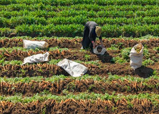 Hatay’da havuç hasadı başladı