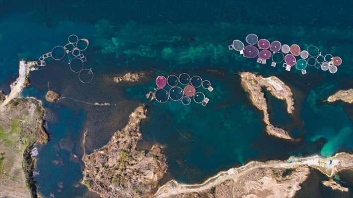 Fırat sularında kafes balıkçılığı