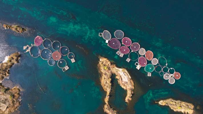 Fırat sularında kafes balıkçılığı