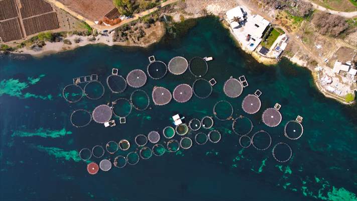 Fırat sularında kafes balıkçılığı