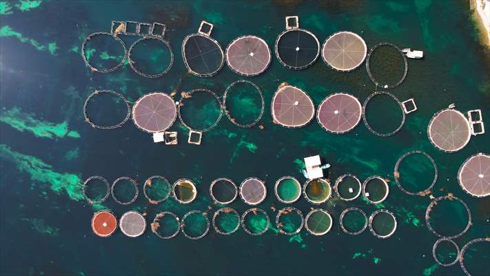 Fırat sularında kafes balıkçılığı