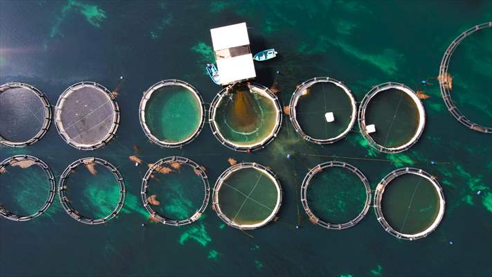 Fırat sularında kafes balıkçılığı