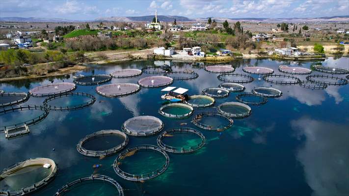 Fırat sularında kafes balıkçılığı