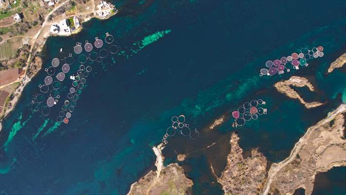 Fırat sularında kafes balıkçılığı