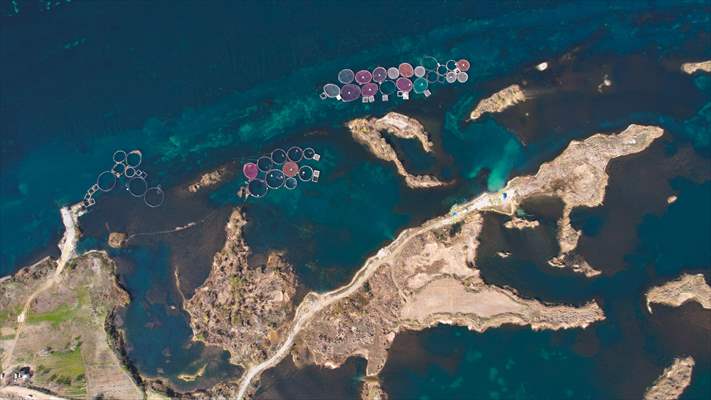 Fırat sularında kafes balıkçılığı