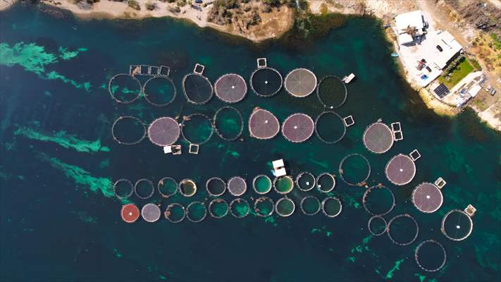 Fırat sularında kafes balıkçılığı