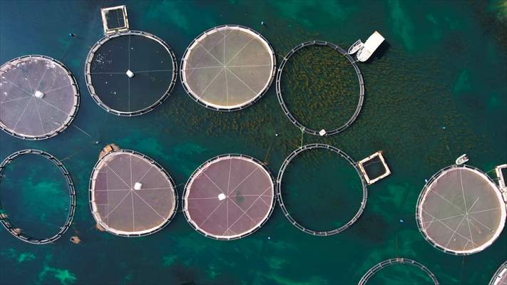 Fırat sularında kafes balıkçılığı