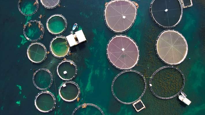 Fırat sularında kafes balıkçılığı