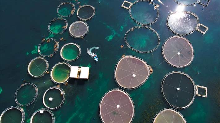 Fırat sularında kafes balıkçılığı