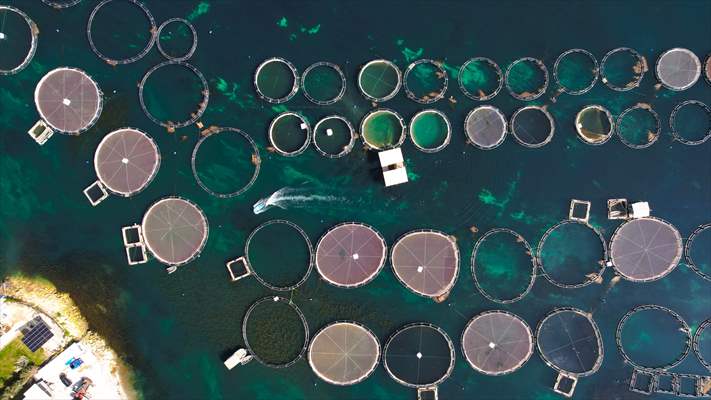 Fırat sularında kafes balıkçılığı